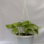 Money plant variegated hanging