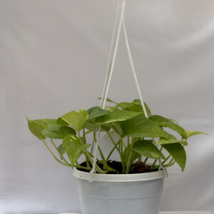 Money plant variegated hanging