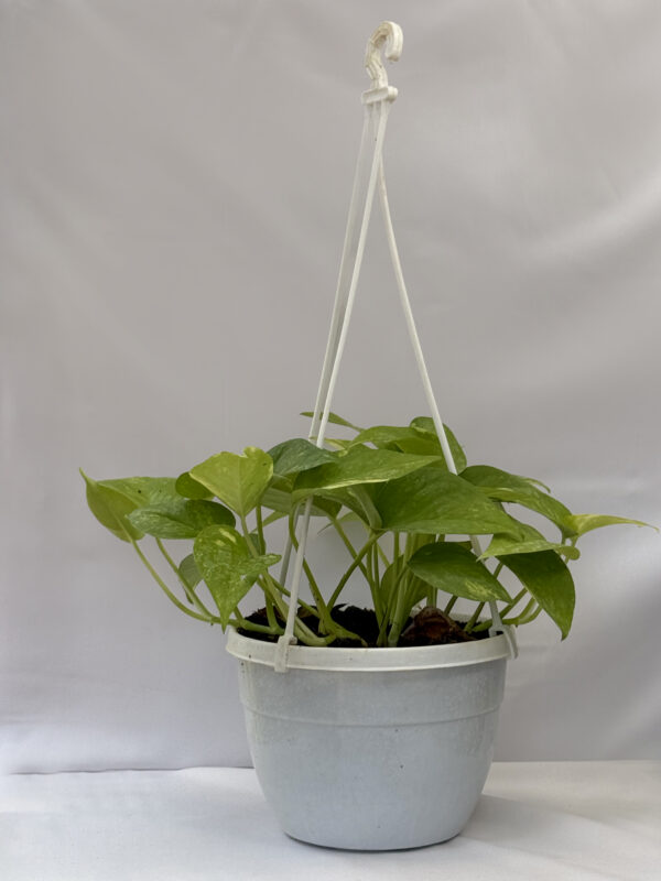 Money plant variegated hanging