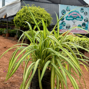 Pandanus