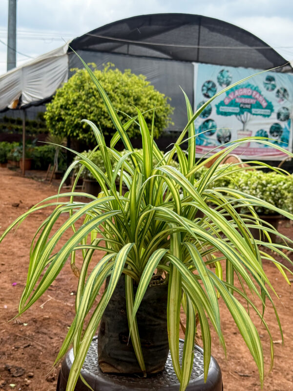 Pandanus