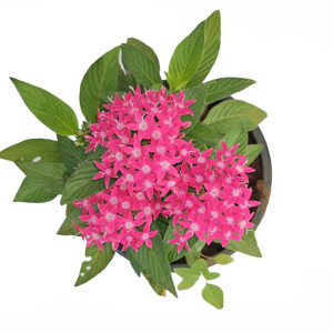 Pentas Red