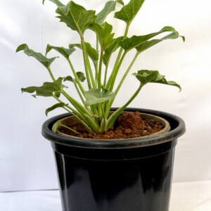 Philodendron Xanadu plant - Green