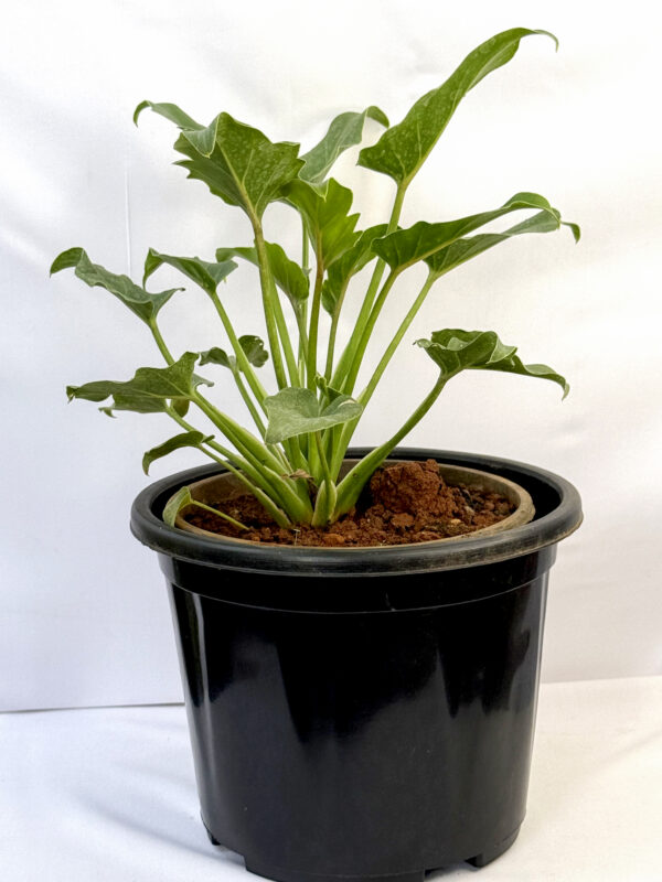 Philodendron Xanadu plant - Green