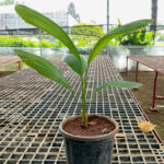Pichodia Palm