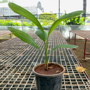 Pichodia Palm
