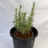 Rosemary