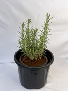 Rosemary