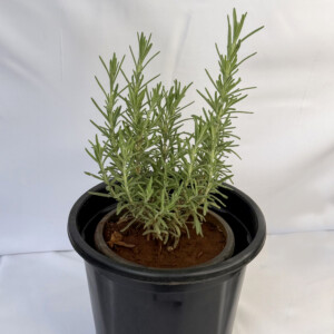 Rosemary