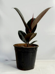 Rubber ( Black) plant