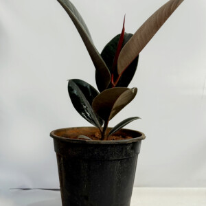 Rubber ( Black) plant