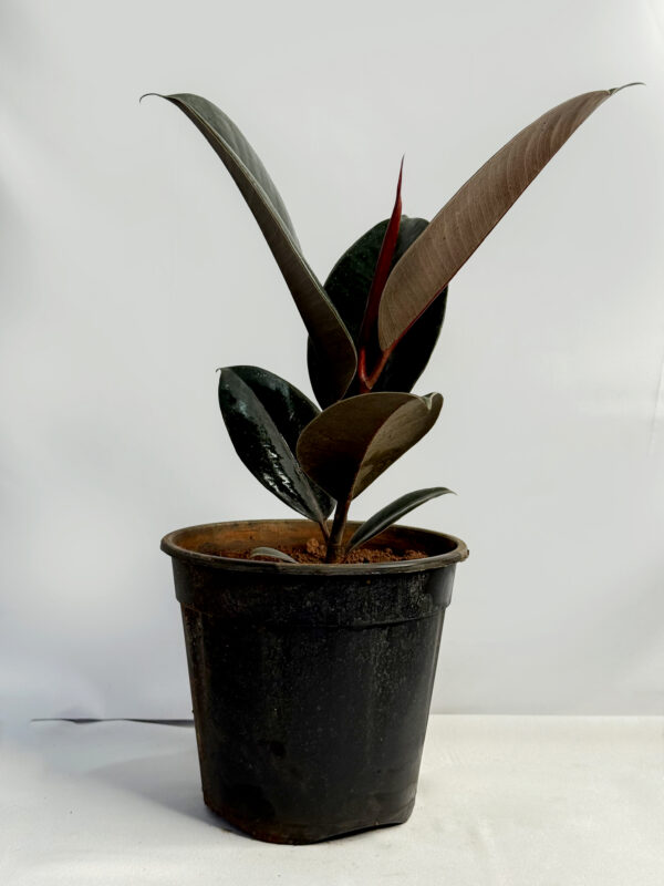 Rubber ( Black) plant