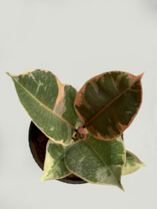 Rubber variegated