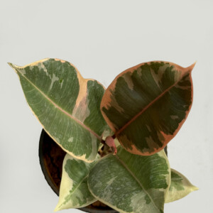 Rubber variegated
