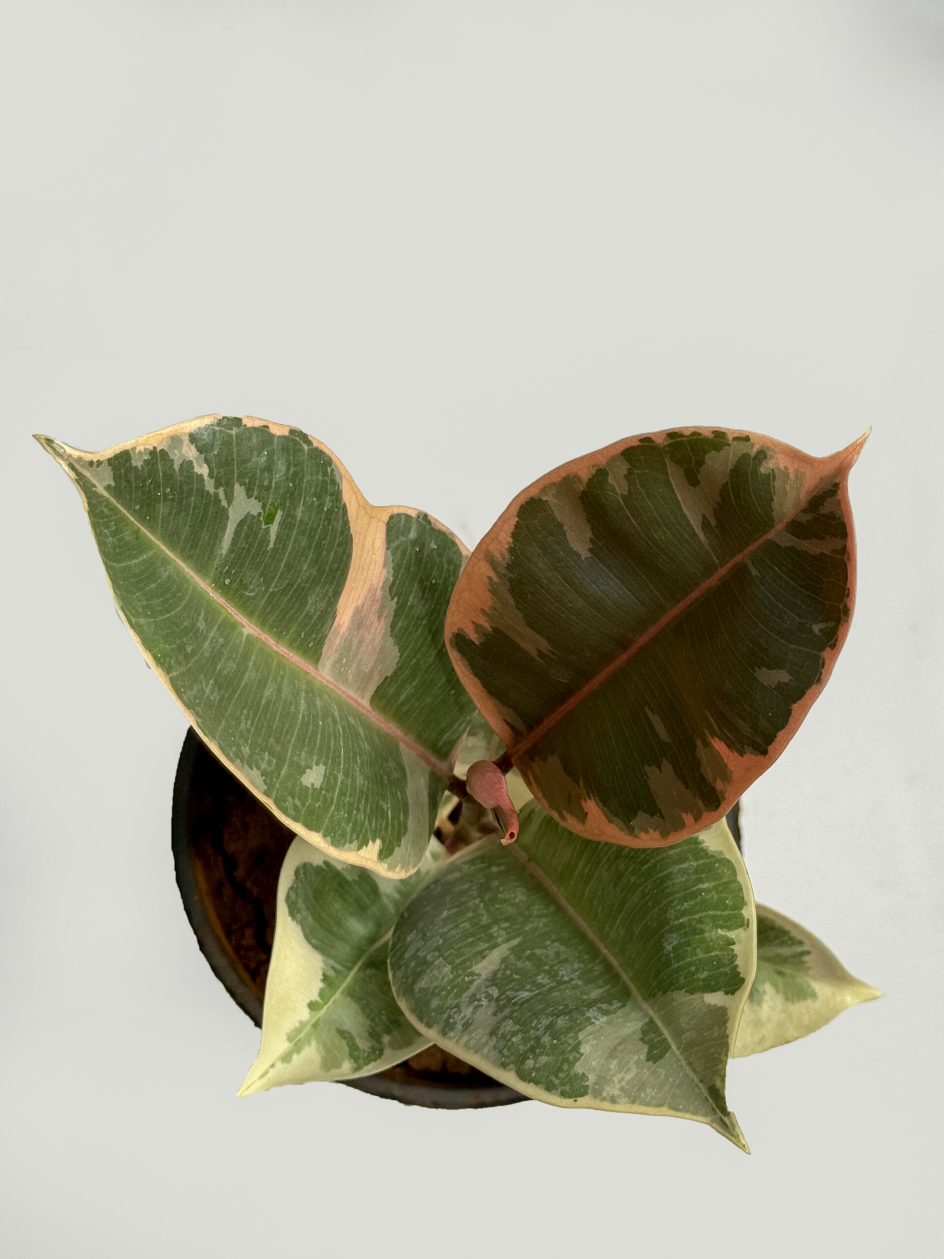 Rubber variegated