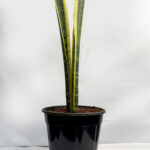 Sansevieria Laurent plant