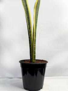 Sansevieria Laurent plant