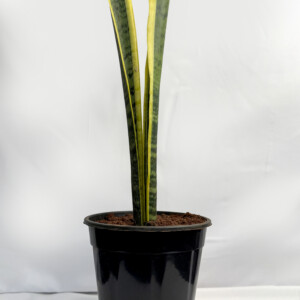 Sansevieria Laurent plant