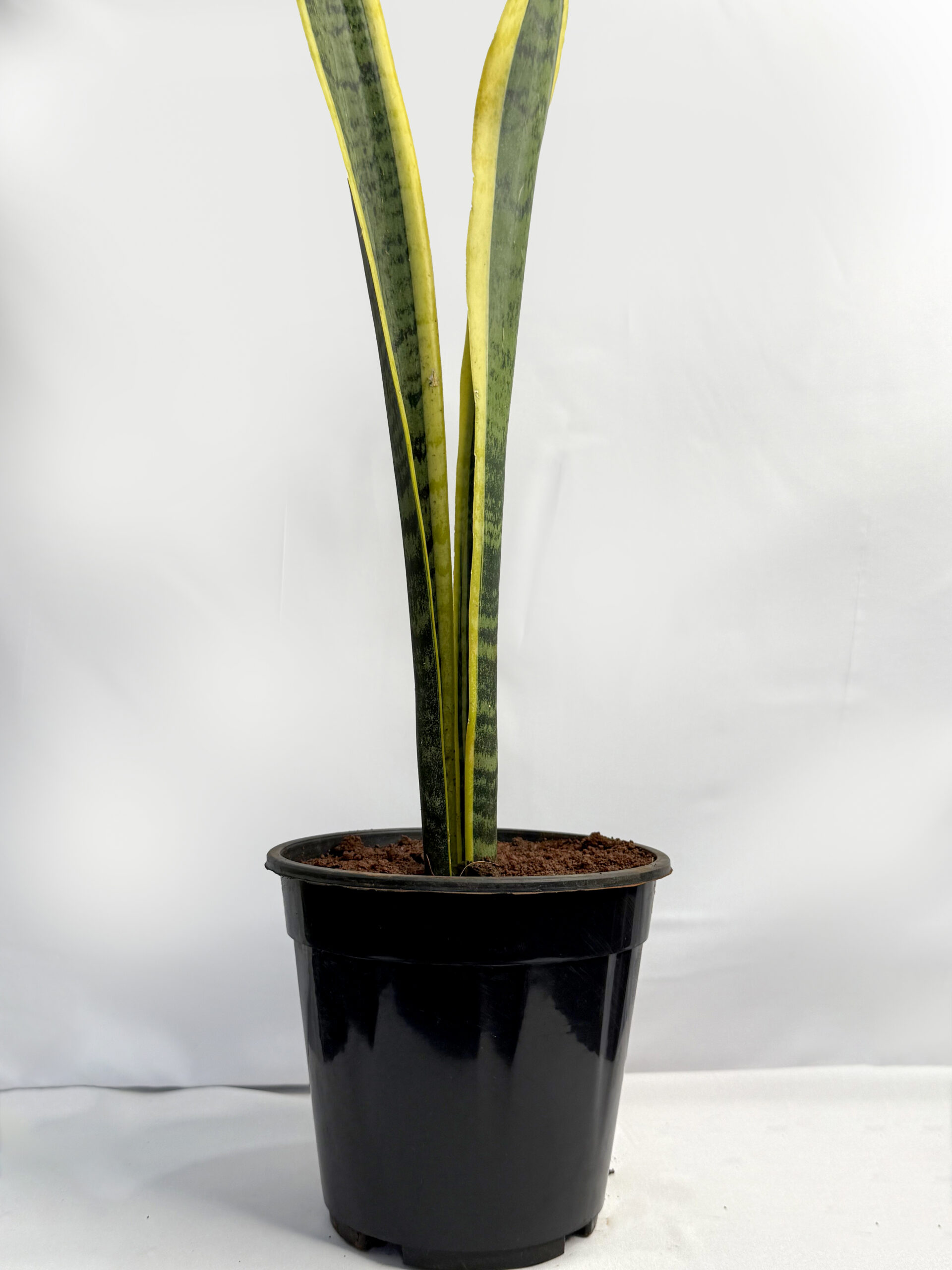 Sansevieria Laurent plant