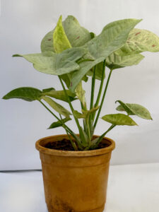 Syngonium PLANT