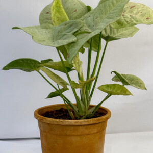 Syngonium PLANT