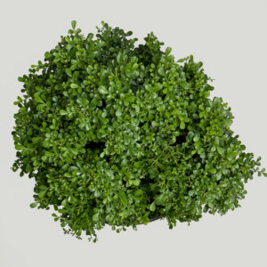 Table Kamini