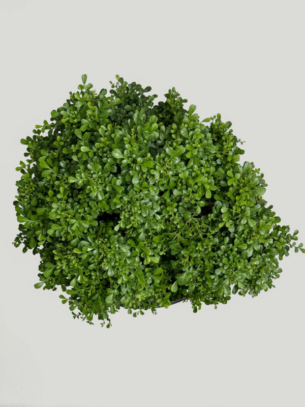 Table Kamini