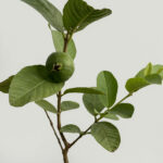 Thailand pink guava