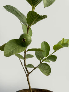 Thailand pink guava