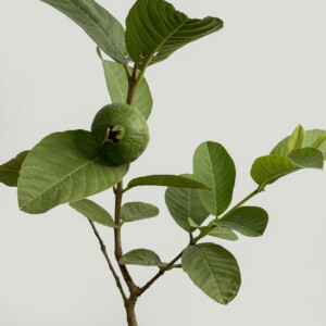 Thailand pink guava