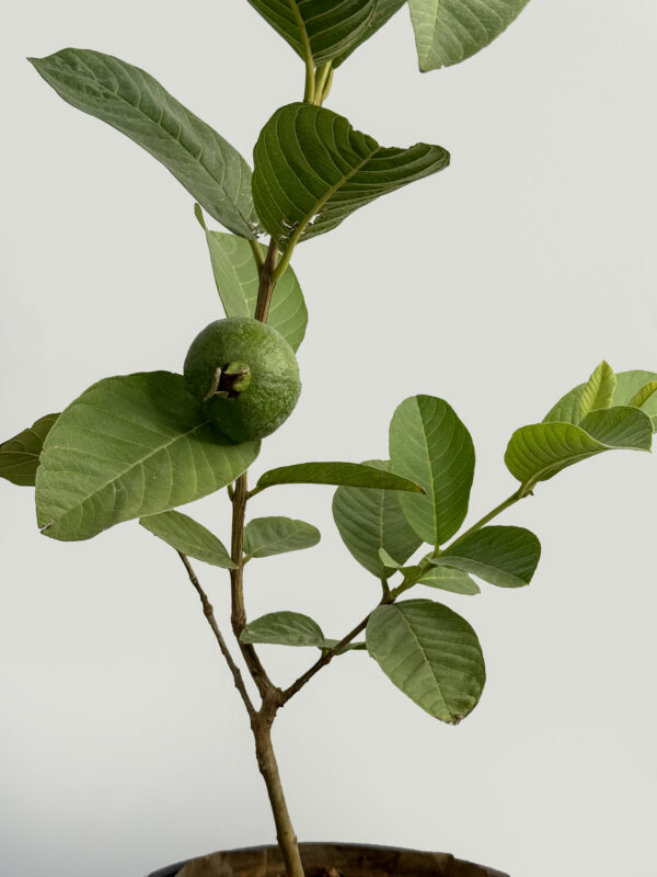 Thailand pink guava