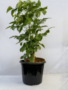 The China doll plant