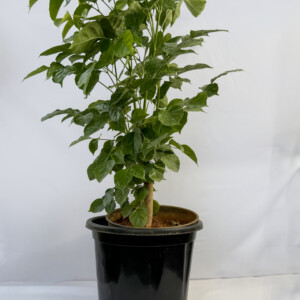 The China doll plant