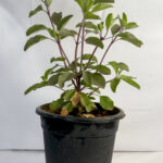 Tulsi