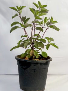 Tulsi