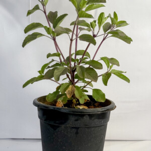 Tulsi