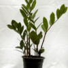 Zamia