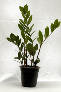 Zamia
