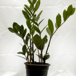 Zamia